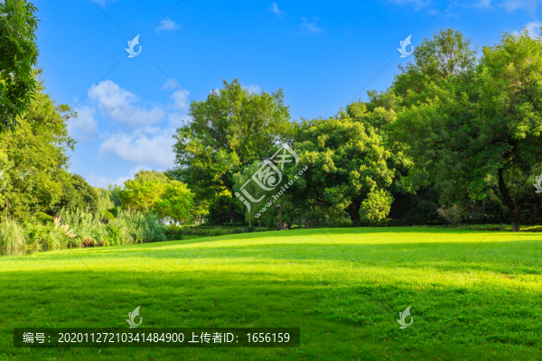 草坪樹林