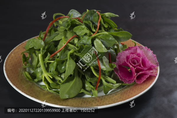 穿心蓮