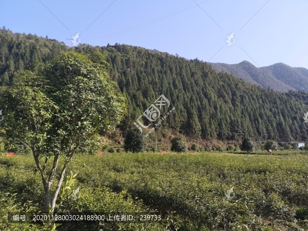 西黃山茶博園