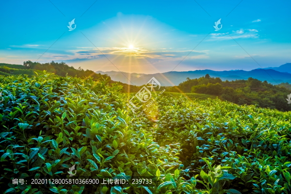 茶園風光