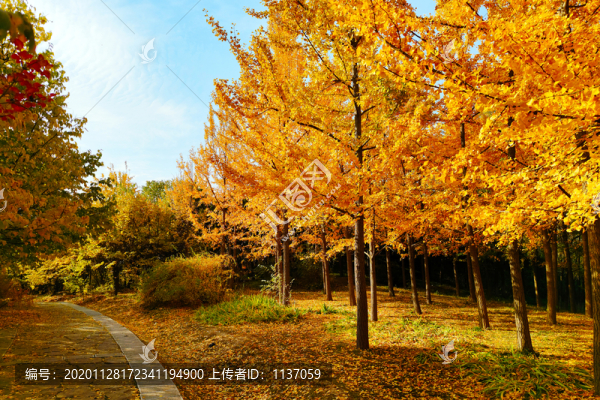 秋天的樹(shù)木