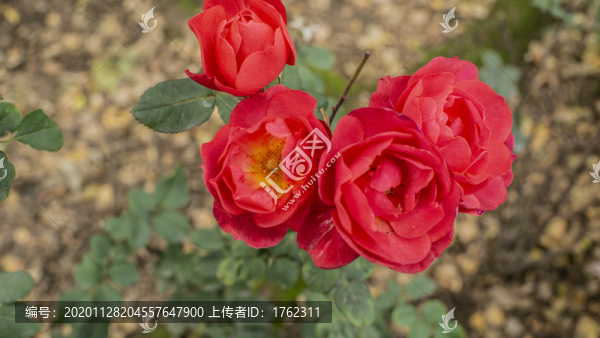 花