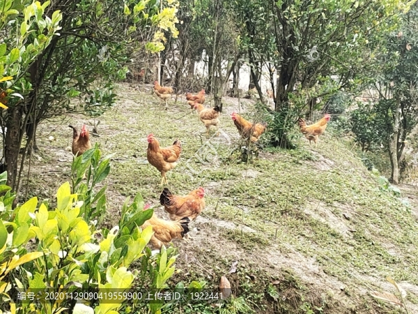 放養(yǎng)土雞