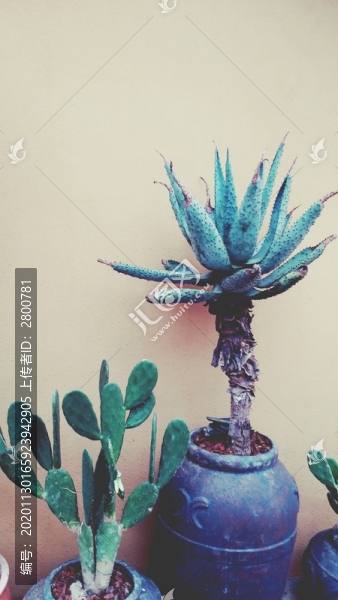 多肉植物仙人掌