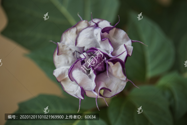 曼陀羅