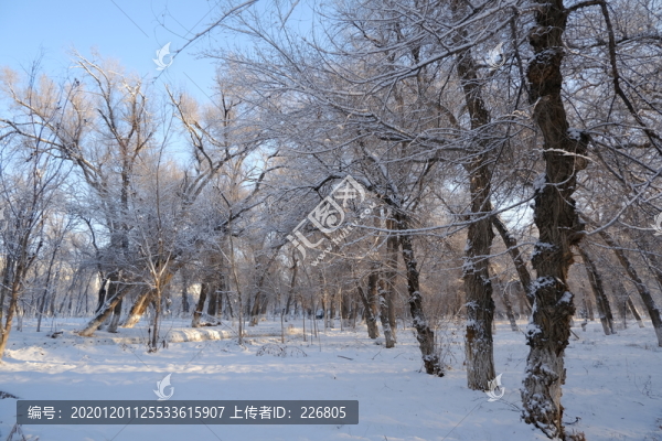 雪林