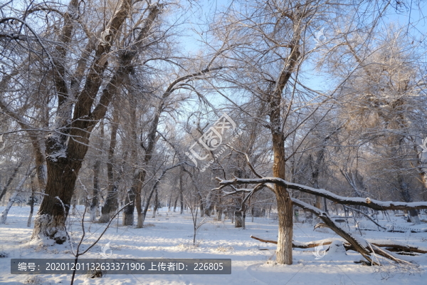 雪景
