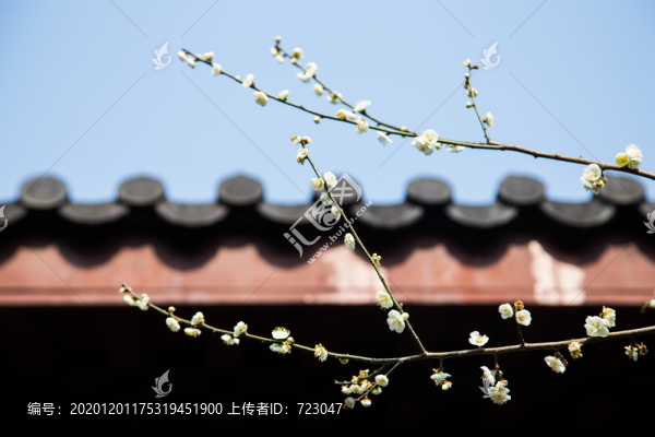 杭州永福寺探梅