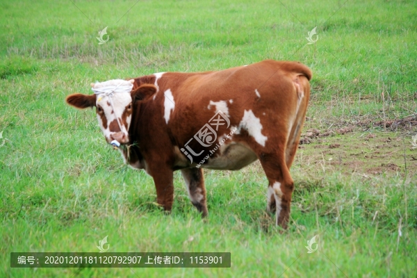 土黃牛