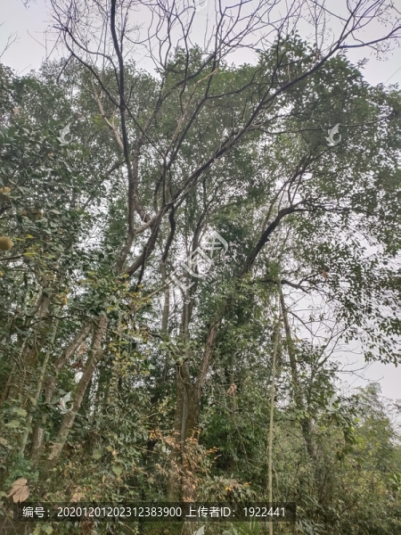 仰拍大樹