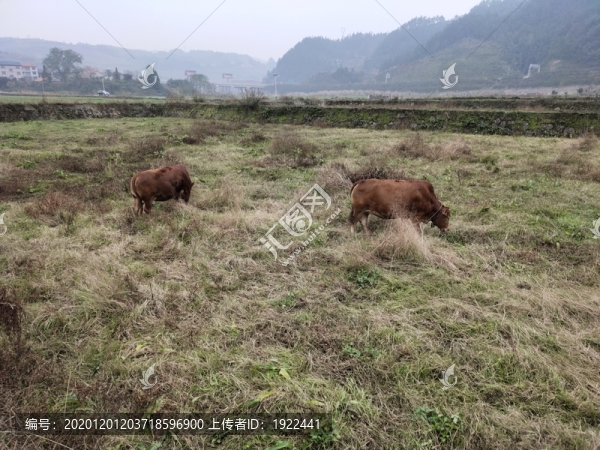 黃牛與遠(yuǎn)山