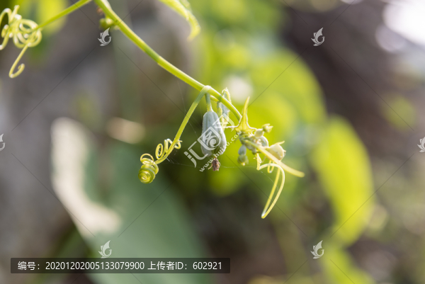小佛手瓜