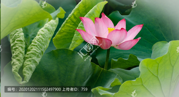 荷花
