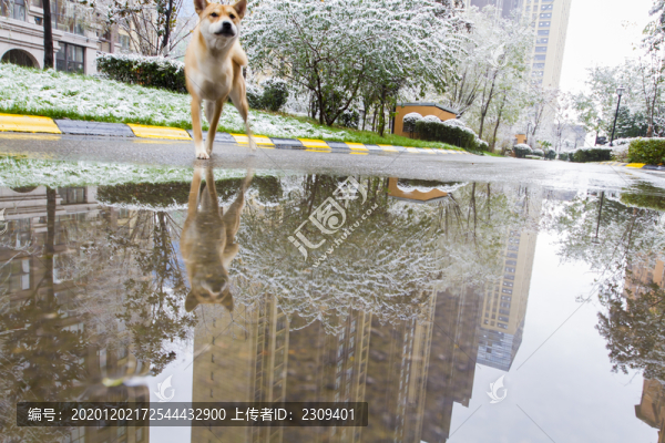 雨雪