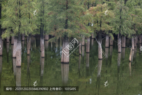 水中的水杉