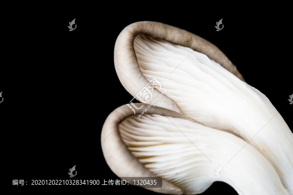蘑菇