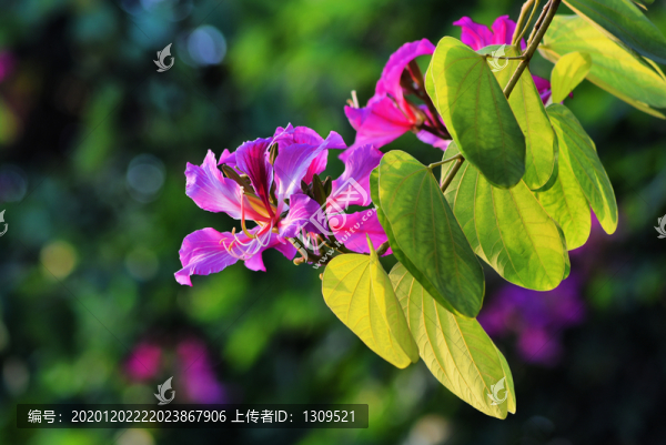 洋紫荊