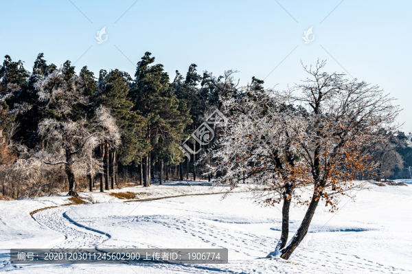 長春凈月潭國家森林公園冬季雪景
