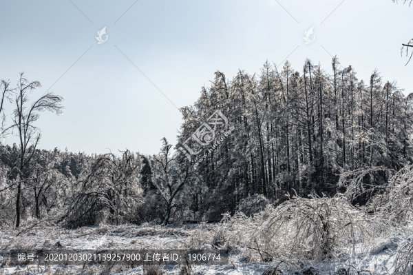長春凈月潭國家森林公園冬季雪景
