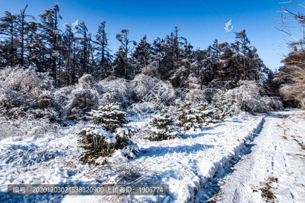 長春凈月潭國家森林公園冬季雪景