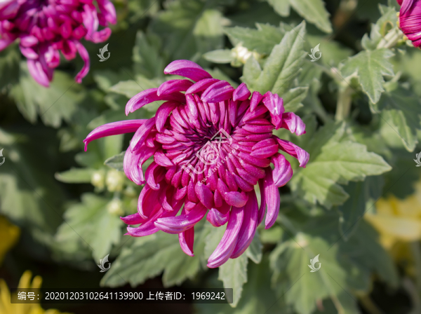 粉色菊花