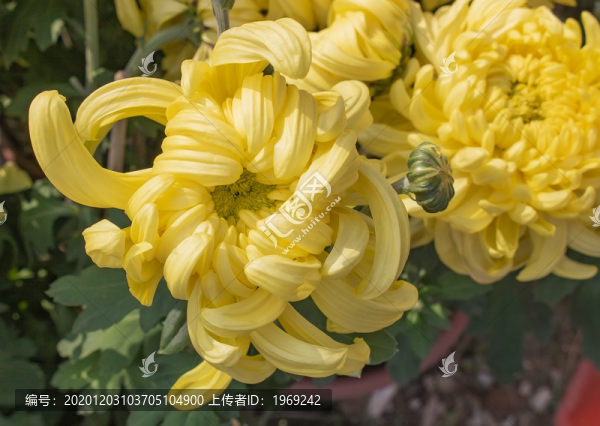 黃色菊花