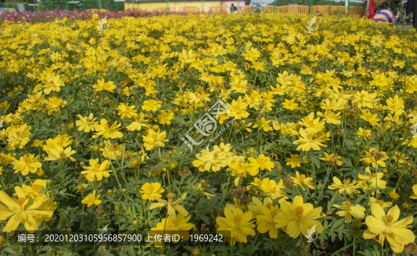 花叢