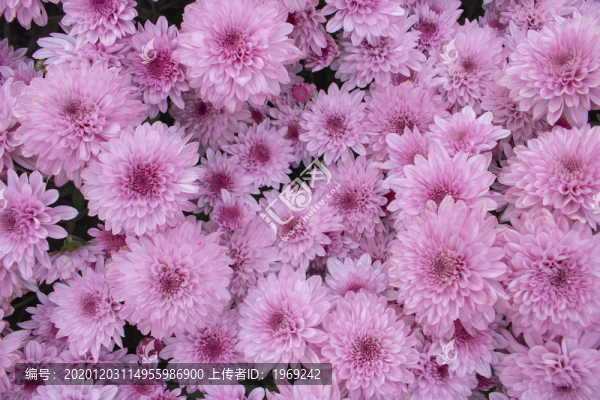 菊花特寫