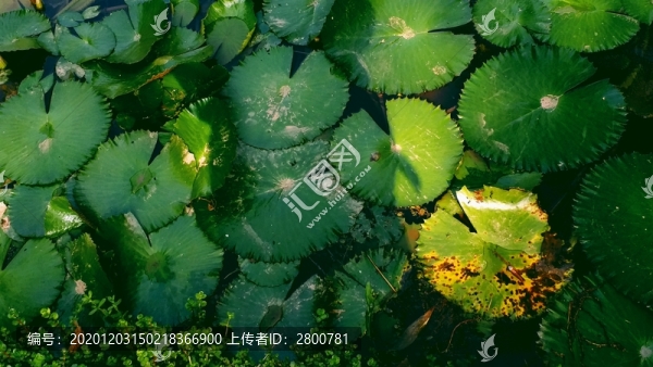 植物園陽光蓮葉