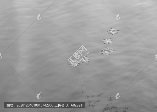 浮萍