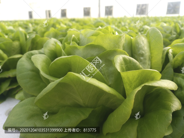 生菜特寫栽培