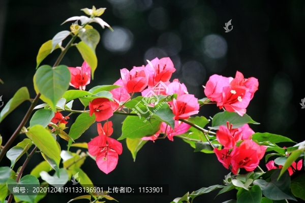 三角梅