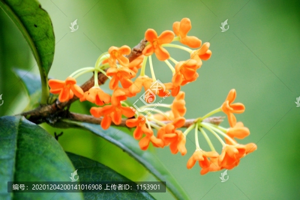 桂花特寫