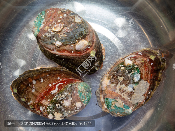 生活在水中的鮑魚