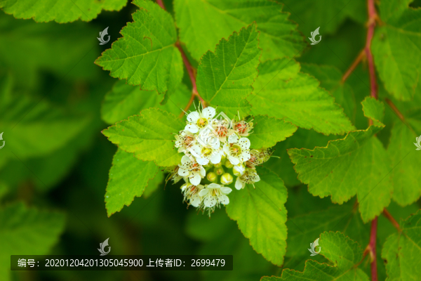 風(fēng)箱果花