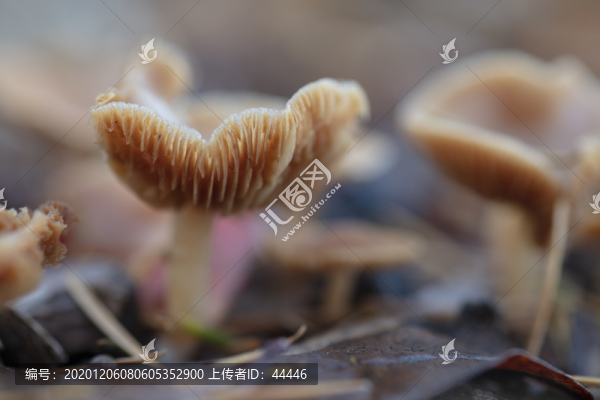 裸傘屬真菌
