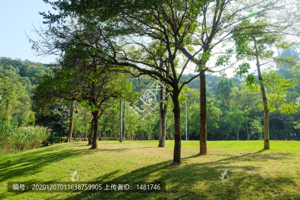 樹林