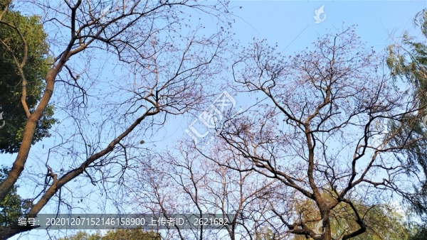 樹枝