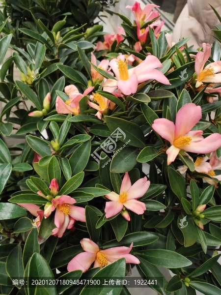 花店鮮花