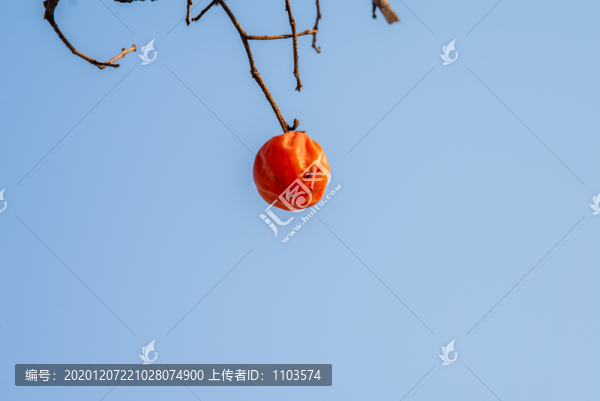 柿子02