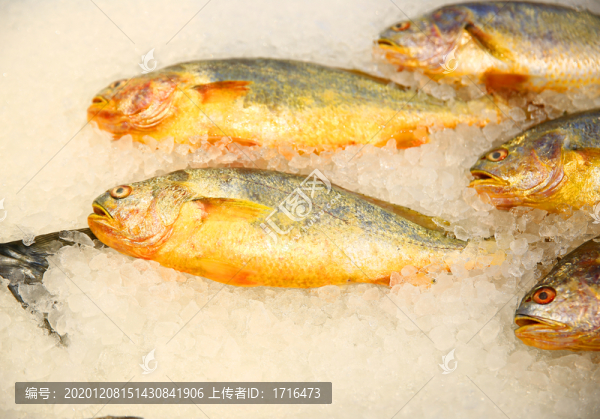 冰鮮黃花魚