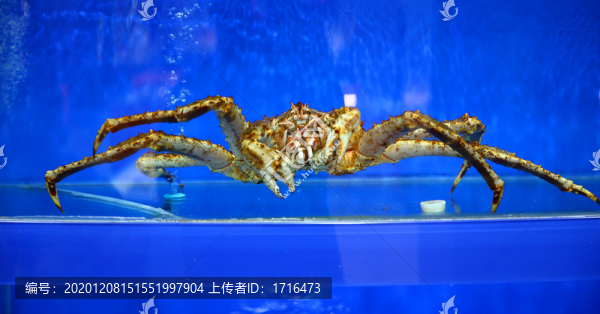 帝王蟹