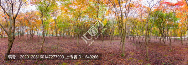 楓葉林