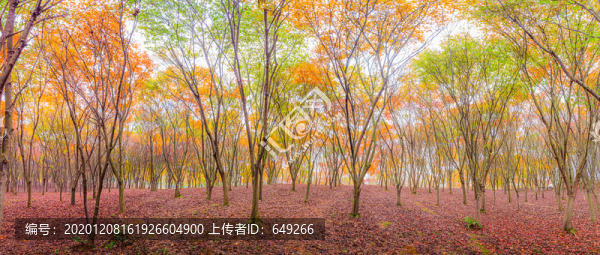楓樹(shù)森林
