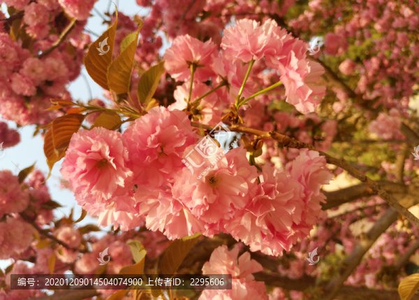 櫻花