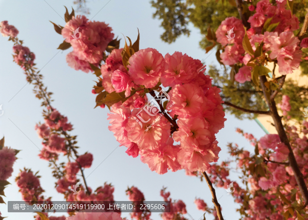 櫻花