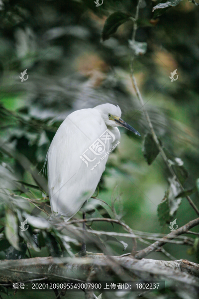 白鷺鳥