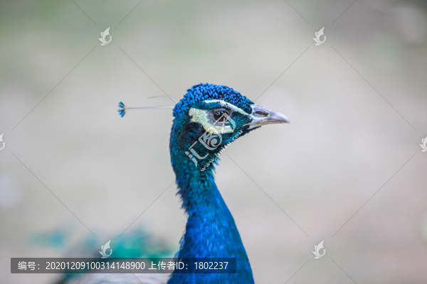 孔雀鳥