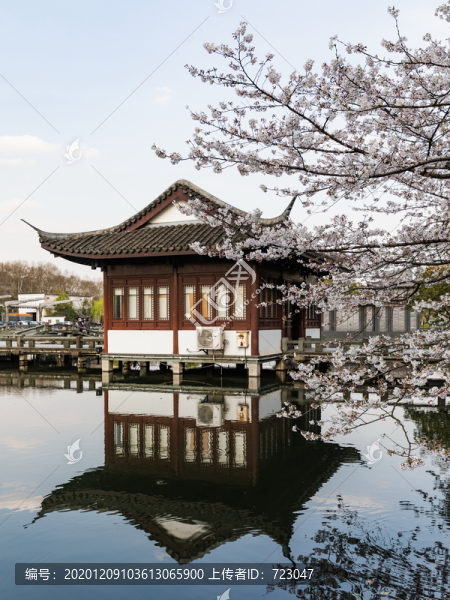 杭州曲院風荷公園春色