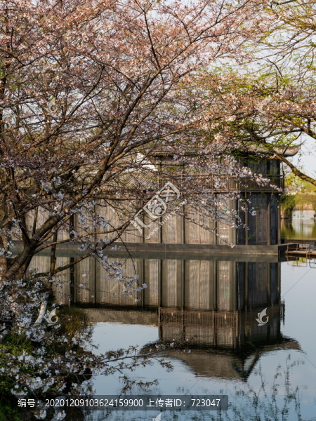杭州曲院風(fēng)荷公園春色